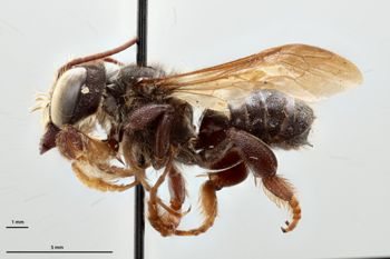 Media type: image; Entomology 791855   Aspect: habitus lateral view